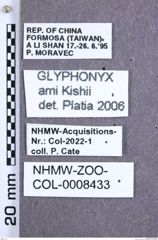 Etikette zu Glyphonyx ami (NHMW-ZOO-COL-0008433)